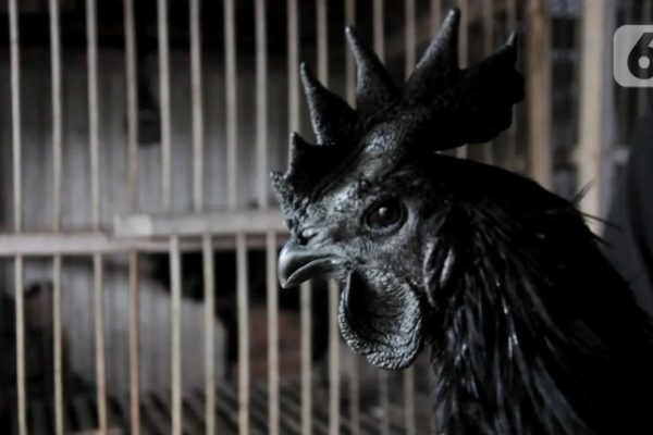 Peternakan ayam kampung di Kedu, Temanggung