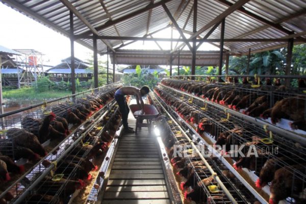 Peternakan Ayam Petelur di Jayapura | Republika Online