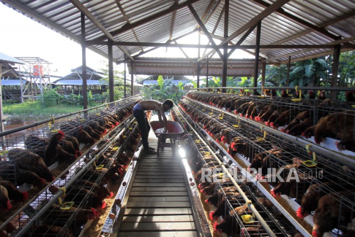 Peternakan Ayam Petelur di Jayapura | Republika Online