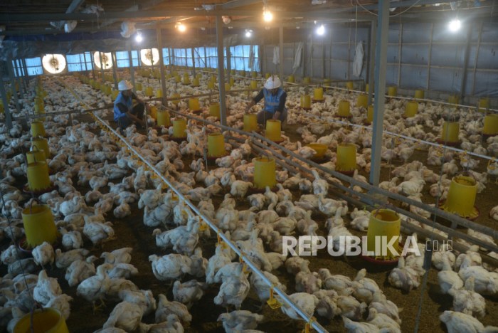 Ternak ayam pedaging di Lais, Bengkulu Utara