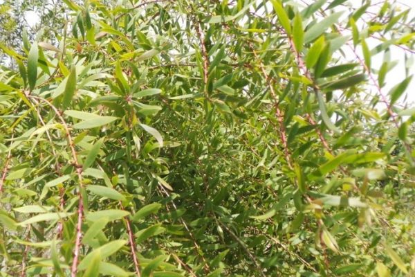 Daun penggemuk ayam di Li Anogomma, Kab. Tolikara