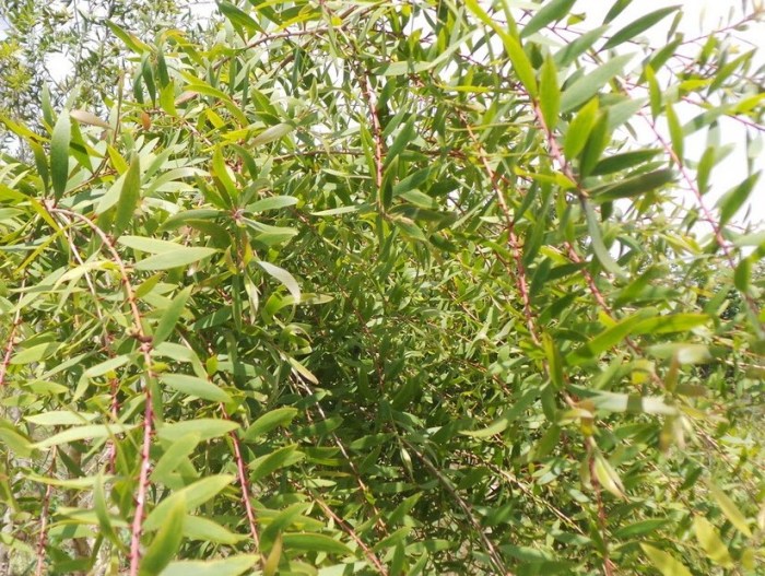 Wedang Uwuh Angkringan Jogja Angkringan Jogja | Pusat Produsen Wedang ... Daun penggemuk ayam di Li Anogomma, Kab. Tolikara