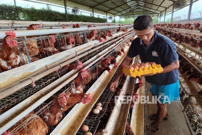 SOSOK PEMUDA DESA INI SUKSES GELUTI TERNAK AYAM | BLORANEWS SOSOK PEMUDA DESA INI SUKSES GELUTI TERNAK AYAM | BLORANEWS