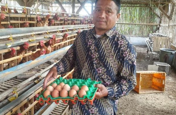 POTENSI PETERNAKAN AYAM PETELUR DI KABUPATEN BLITAR MENJADI YANG ...