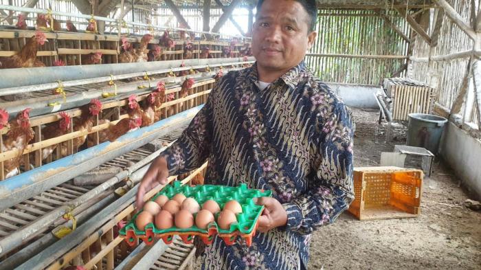 POTENSI PETERNAKAN AYAM PETELUR DI KABUPATEN BLITAR MENJADI YANG ...
