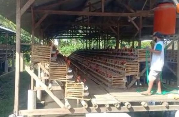 Budidaya ternak ayam di Pekuncen, Banyumas