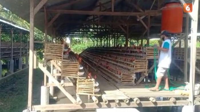Budidaya ternak ayam di Banyubiru, Semarang