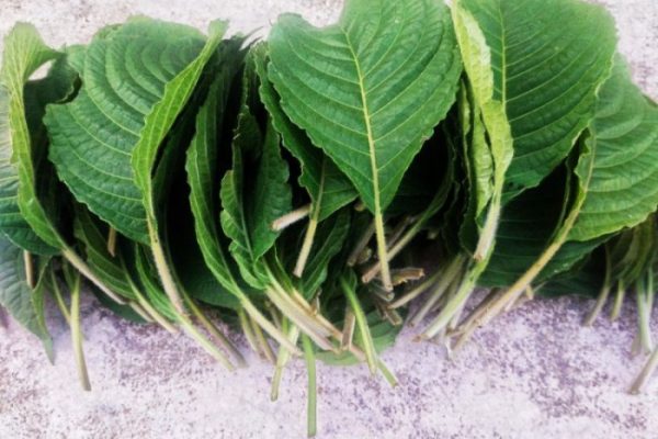 Daun penggemuk ayam di Katikutana Selatan, Sumba Tengah