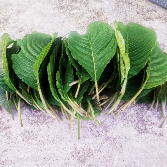 Daun penggemuk ayam di Katikutana Selatan, Sumba Tengah