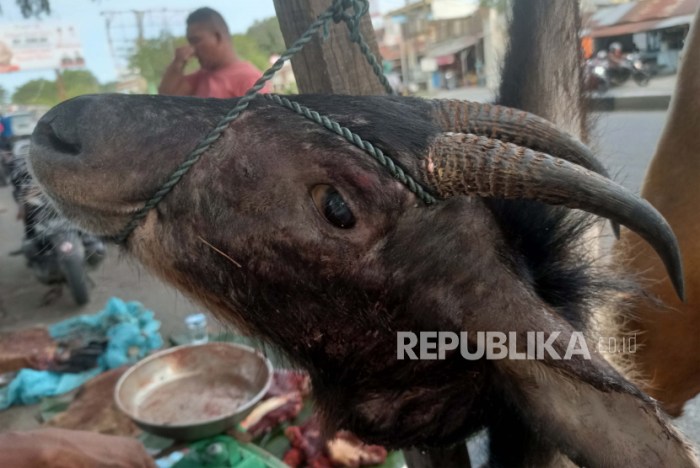 Daging kambing di Batu Ketulis, Lampung Barat
