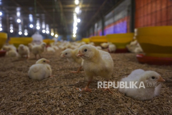 Budidaya ayam di Terusan Nunyai, Lampung Tengah