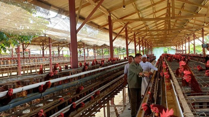 Kementan Pastikan Stok Telur Ayam Ras di Indonesia Wilayah Timur Aman ...