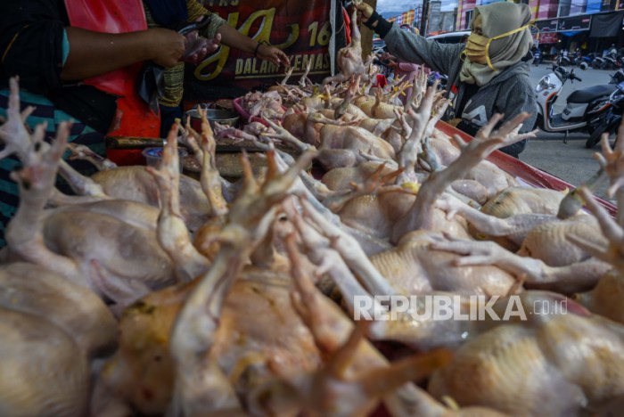 Ayam layer di Rantau Rasau, Kabupaten Tanjung Jabung Timur