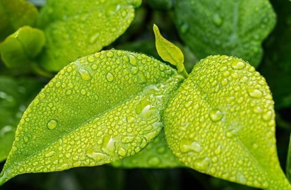Daun penggemuk ayam di Fakfak Timur, Kab. Fakfak