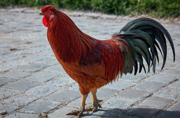 Ayam arab petelur di Padangan, Bojonegoro