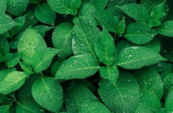 Daun penggemuk ayam di Bonti, Sanggau