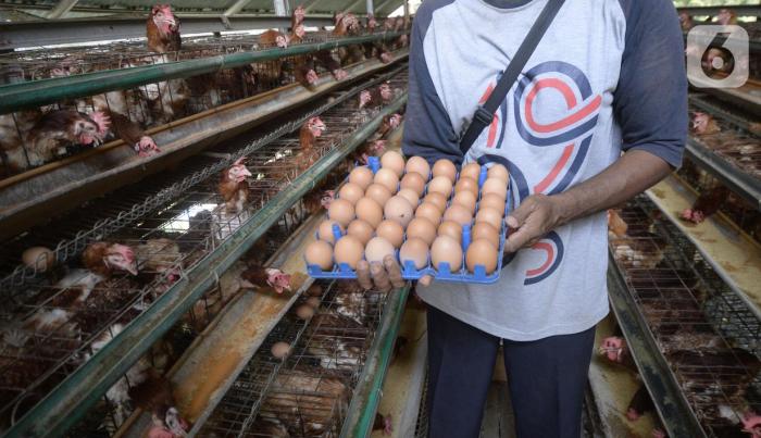 Peternakan Ayam Petelur LPN Gunung Sindur Produksi 150 Butir/Hari ... Peternakan Ayam Petelur LPN Gunung Sindur Produksi 150 Butir/Hari ...
