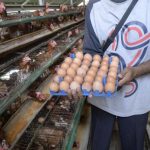 Peternakan Ayam Petelur LPN Gunung Sindur Produksi 150 Butir/Hari ...