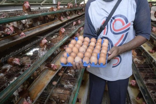 Peternakan Ayam Petelur LPN Gunung Sindur Produksi 150 Butir/Hari ...