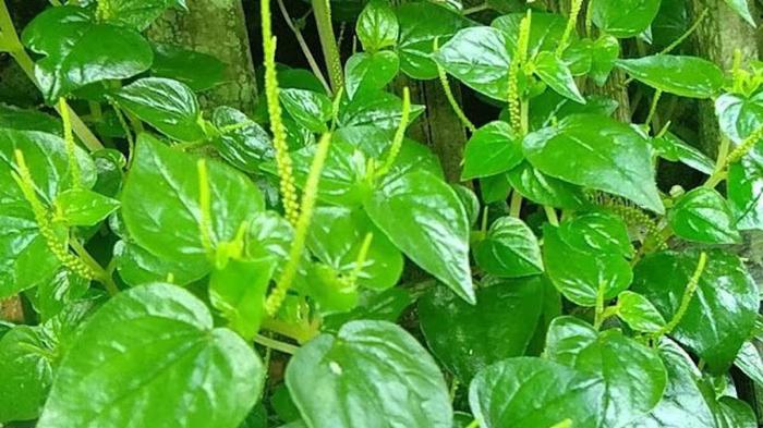 Detail Gambar Daun Dan Bagian Bagiannya Koleksi Nomer 47 Daun penggemuk ayam di Rasau Jaya, Kubu Raya