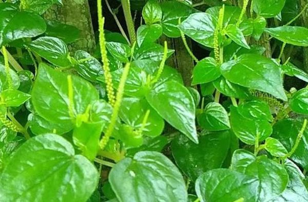 Daun penggemuk ayam di Delta Pawan, Ketapang