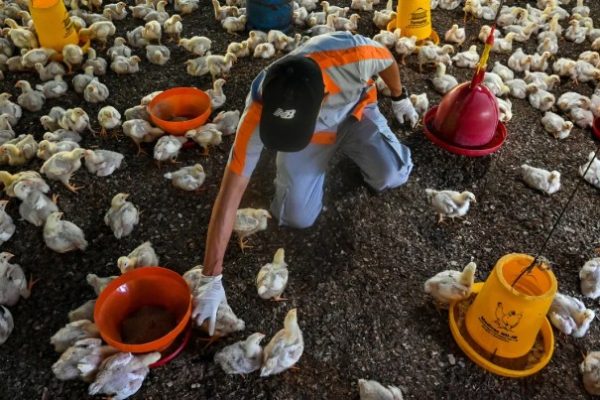 Tergusur Perusahaan Besar, Peternak Ayam Rakyat Tekor Rp3 Triliun