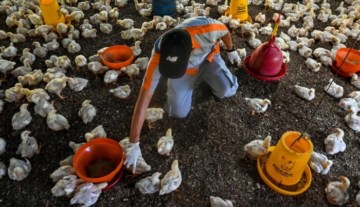 Tergusur Perusahaan Besar, Peternak Ayam Rakyat Tekor Rp3 Triliun Tergusur Perusahaan Besar, Peternak Ayam Rakyat Tekor Rp3 Triliun
