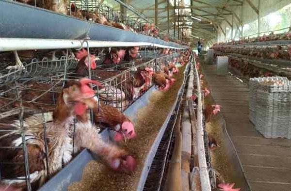 Ternak ayam petelur di Mollo Utara, Timor Tengah Selatan