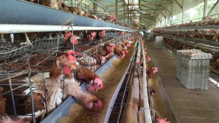 Perusahaan Gracia Farm asal Timor-Leste import ayam petelur dari ... Perusahaan Gracia Farm asal Timor-Leste import ayam petelur dari ...