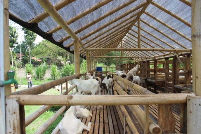 Susu kambing di Sambeng, Lamongan