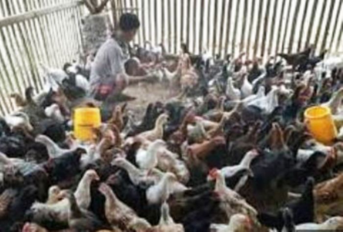 Ternak Ayam Kampung di Bangunrejo, Lampung Tengah