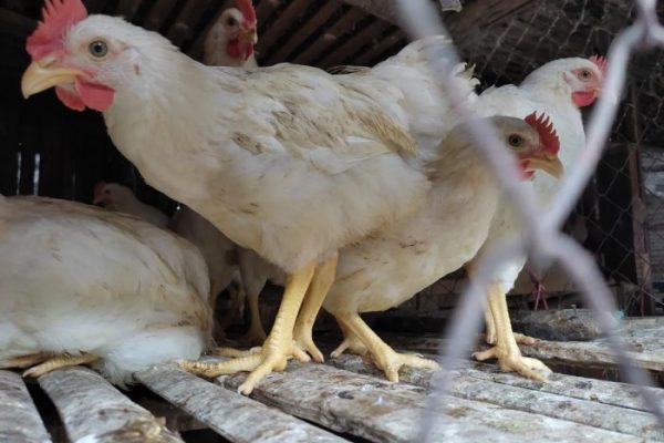 Profil SMKN 1 Dente Teladas, Kabupaten Tulang Bawang (PPDB, Biaya Masuk ...