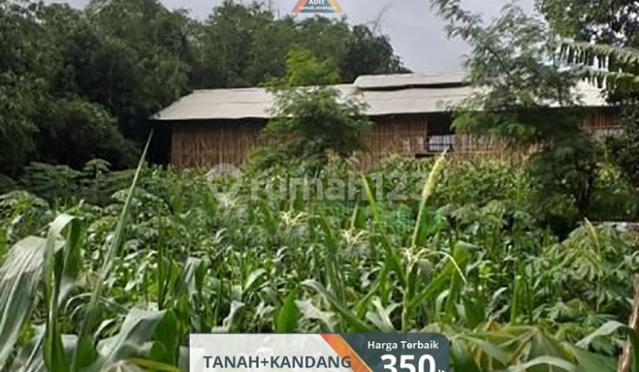 Penjual Ayam Afkir di Tanjungpandan Muncul Jelang Lebaran, Harga Ayam ...