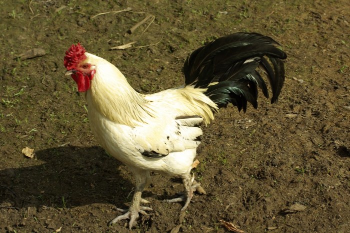 Ayam merah petelur di Kedu, Temanggung