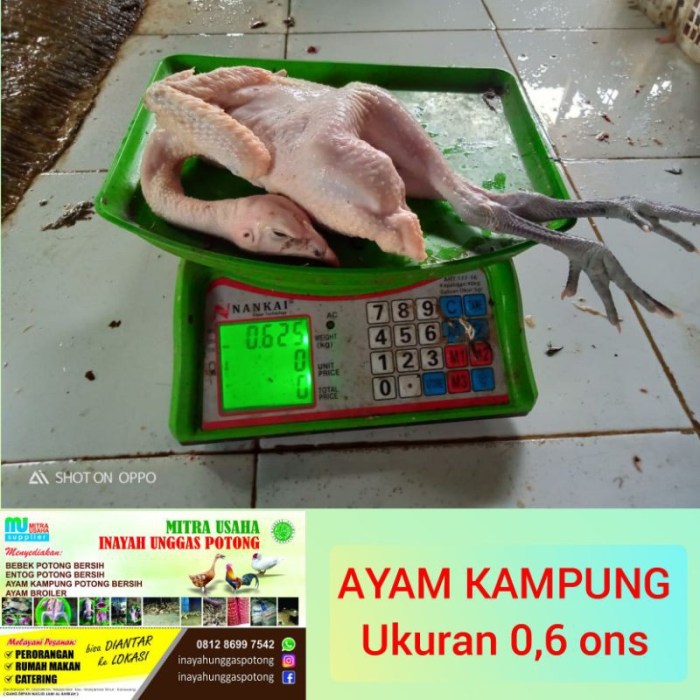 Harga ayam kampung potong di Pulau Panggung, Tanggamus