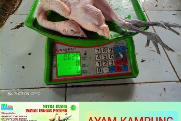 Jual AYAM KAMPUNG POTONG (ukuran 0,6 ons) | Shopee Indonesia