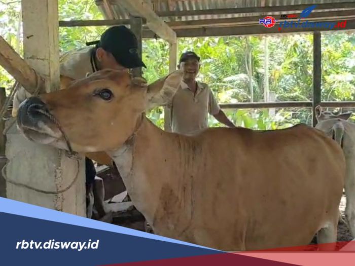 Peluang Bisnis: Usaha Ternak Ayam Pedaging Sistem Kemitraan