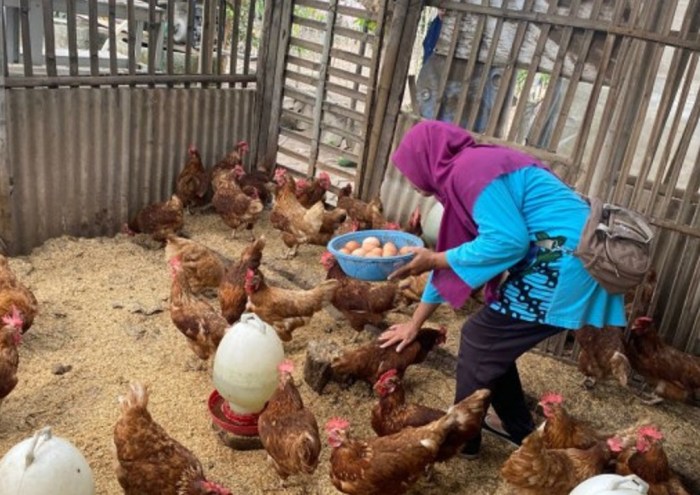 Warga Sleman Manfaatkan Tanah Kalurahan untuk Budidaya Ayam Petelur dan ... Budidaya ternak ayam di Karangtengah, Wonogiri