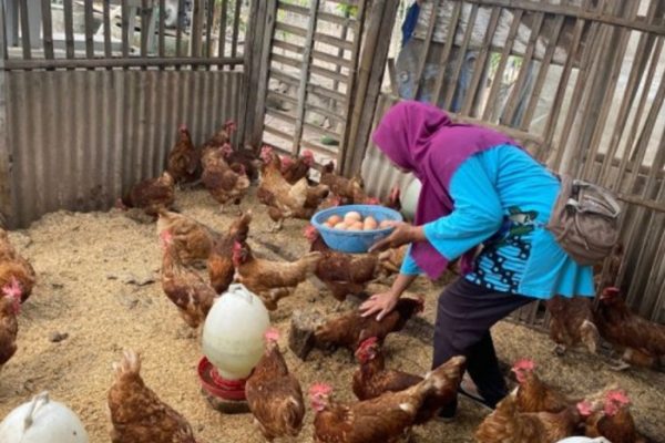 Warga Sleman Manfaatkan Tanah Kalurahan untuk Budidaya Ayam Petelur dan ...