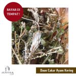 Jual Daun Cakar Ayam kering 1 kg - 500 gr (Bisa COD Bayar di Tempat ...