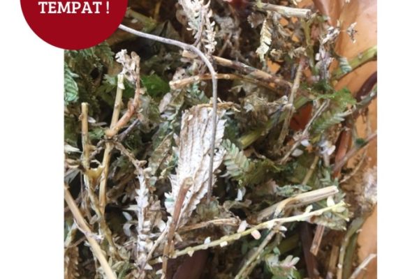 Daun penggemuk ayam di Karawaci, Kota Tangerang