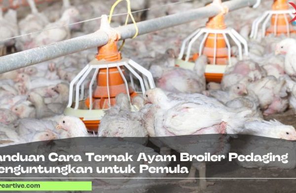 Teknik Ternak Ayam Pedaging Yang Mudah Dan Efisien