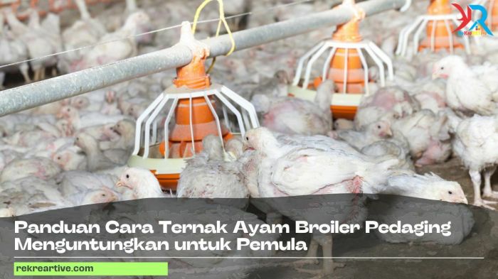 Ternak ayam pedaging di Kaur Selatan, Kaur