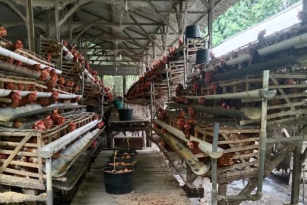 Ternak ayam petelur di Klayili, Kab. Sorong