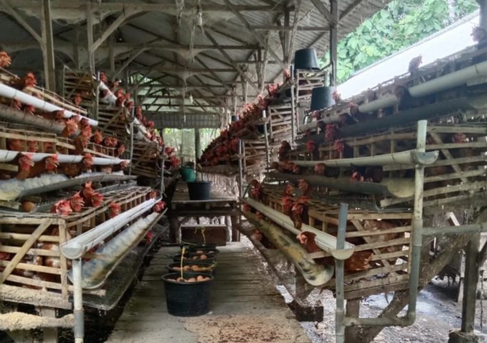 Ternak ayam petelur di Klayili, Kab. Sorong