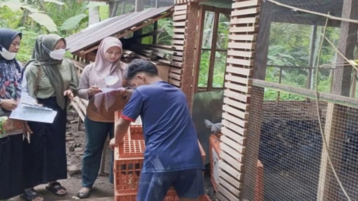 Semua yang Anda Perlu Tahu Tentang Ayam Petelur Jantan Semua yang Anda Perlu Tahu Tentang Ayam Petelur Jantan