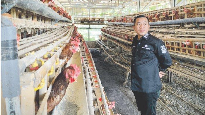 Ayam afkir di Lemahabang, Karawang