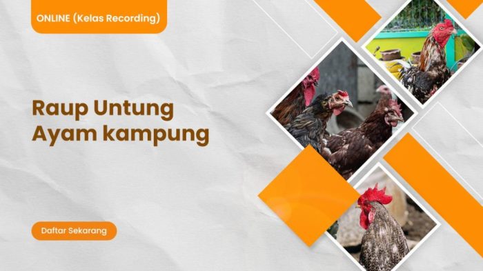 PROFIL KECAMATAN KULO KABUPATEN SIDENRENG RAPPANG - YouTube Daun penggemuk ayam di Kulo, Sidenreng Rappang