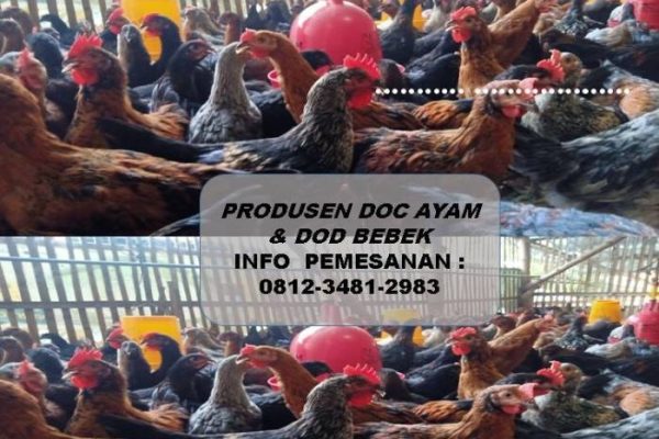 Ayam layer di Paal Merah, Kota Jambi