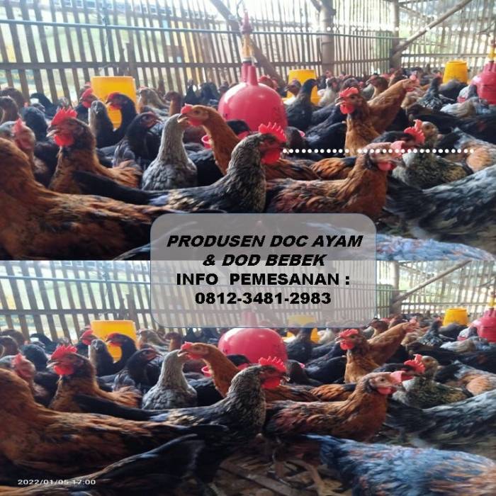 HARGA TERBAIK, PRODUSEN DOC AYAM PEJANTAN | LAYER | BROILER | JOPER ... HARGA TERBAIK, PRODUSEN DOC AYAM PEJANTAN | LAYER | BROILER | JOPER ...